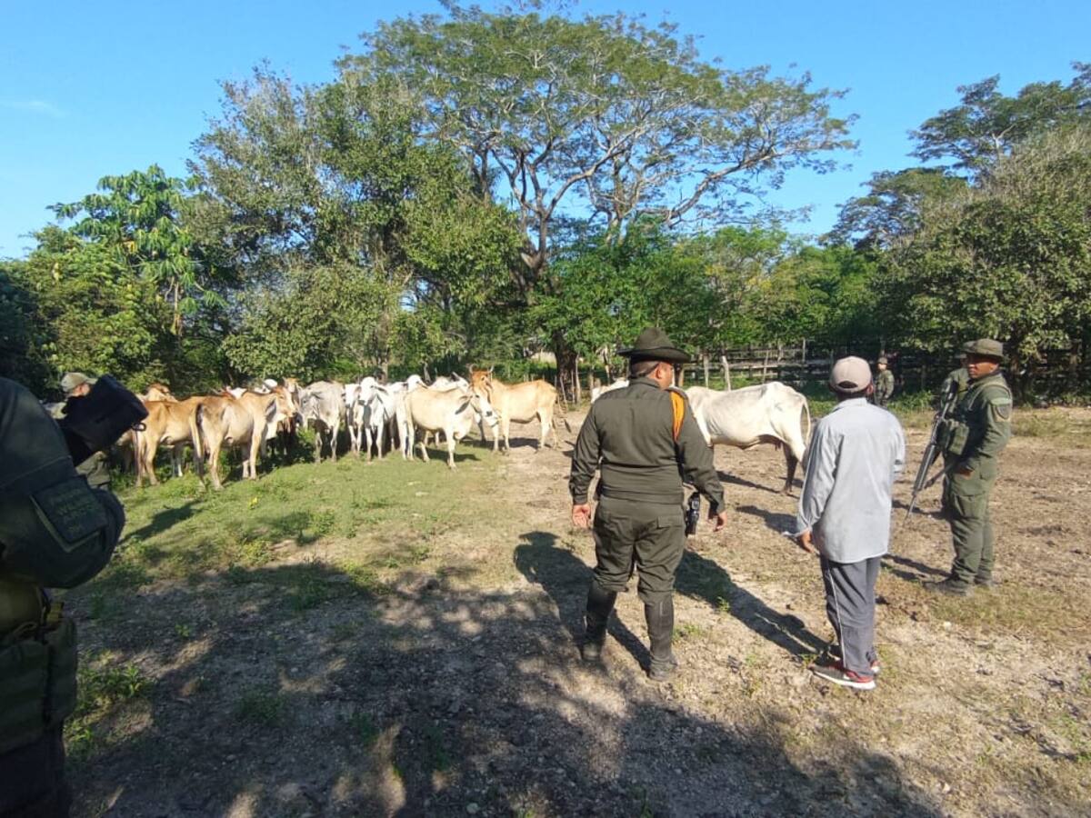 Policía de Bolívar recuperó 37 reses hurtadas en Magangué