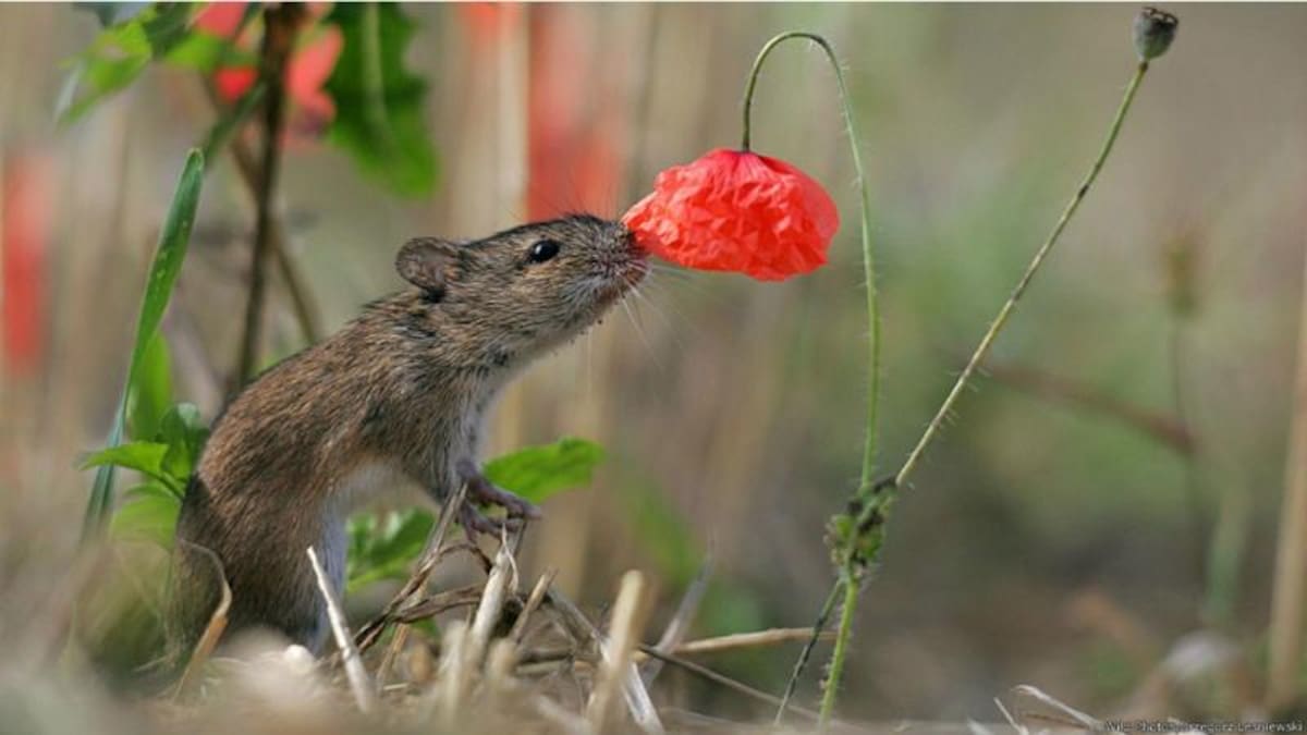 Grzegorz Lesniewski tomó desde muy cerca esta imagen de un ratón investigando una flor roja en un campo de amapolas