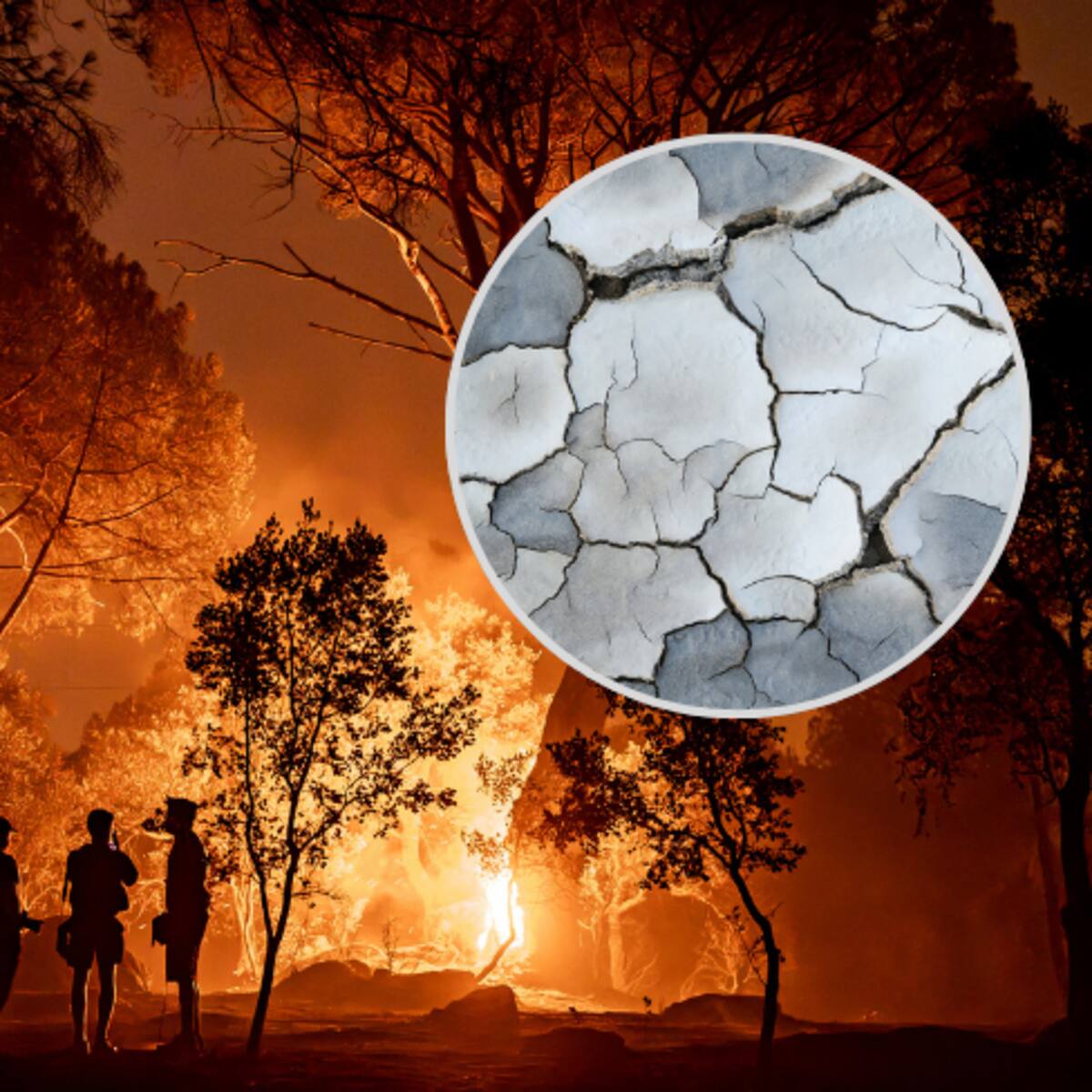 ¿Qué pasará con los bosques en España y Francia tras la emergencia por incendios? Experta responde