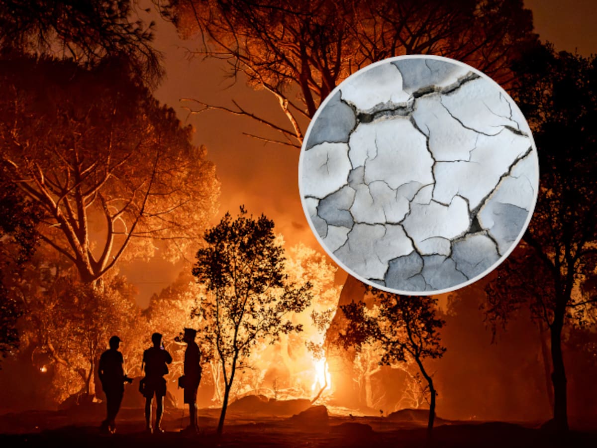 ¿Qué pasará con los bosques en España y Francia tras la emergencia por incendios? Experta responde