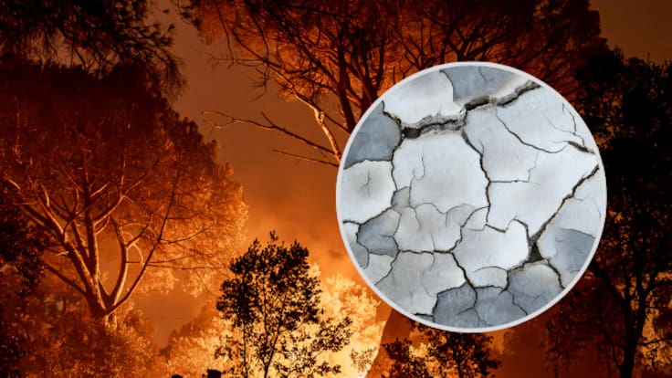 ¿Qué pasará con los bosques en España y Francia tras la emergencia por incendios? Experta responde