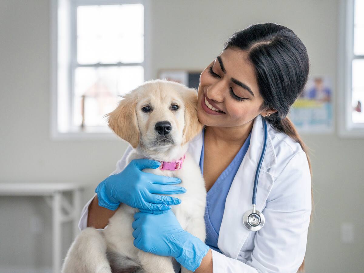 ¿Se le pueden dar pastillas de humanos a un perro para el dolor?