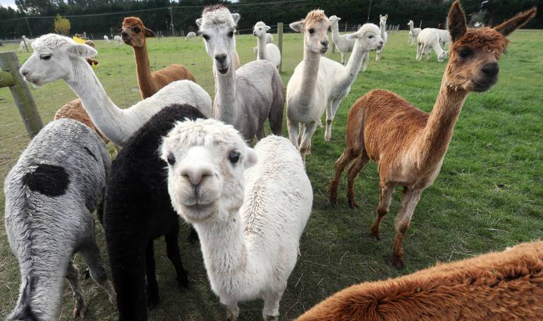 Alpacas
