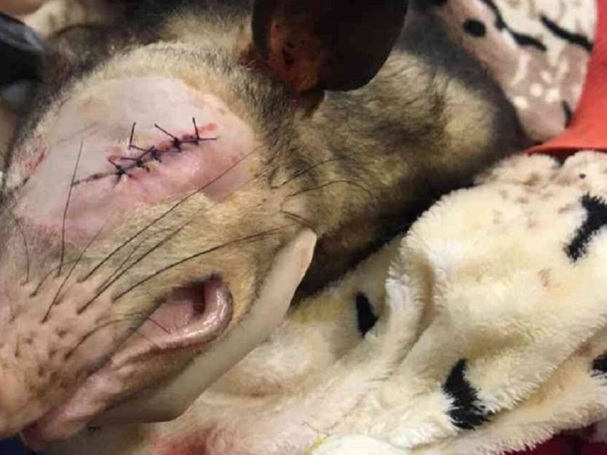 Judicializarán un hombre que agredió a una zarigüeya y que perdió sus crías