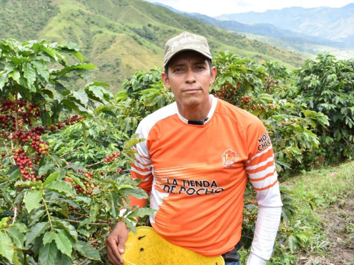 El dulce aroma del café, se toma los campos de Algeciras