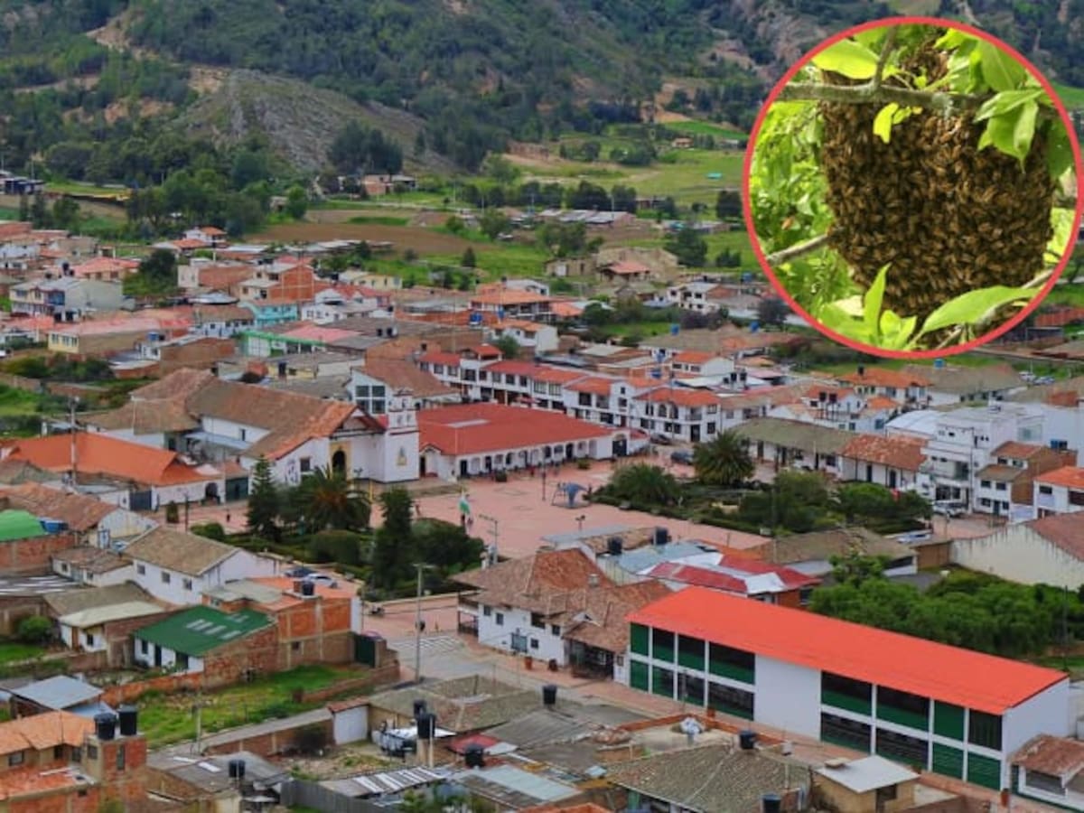 Hombre falleció en Cucaita, Boyacá, por picadura de abejas