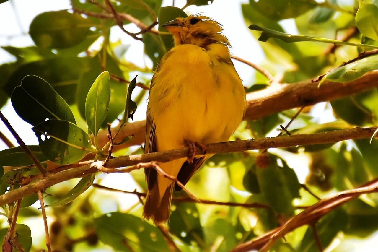 Cartagena realizará jornada de avistamiento de aves