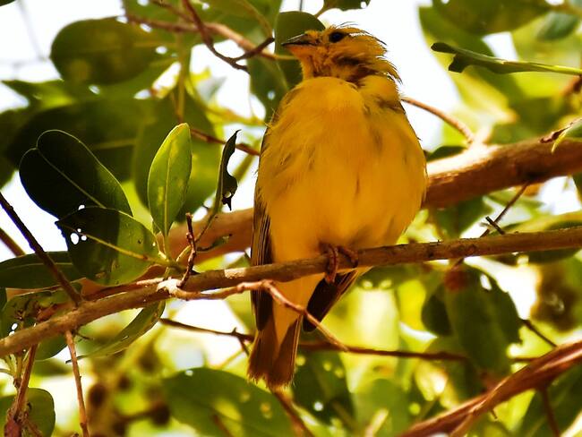 Cartagena realizará jornada de avistamiento de aves