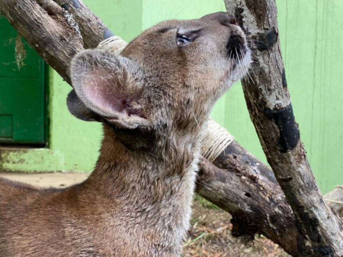 La historia de la puma rescatada en una casa de Bogotá