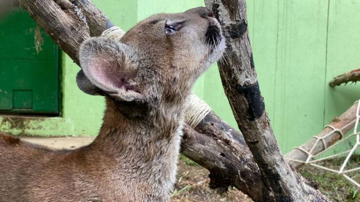 La historia de la puma rescatada en una casa de Bogotá