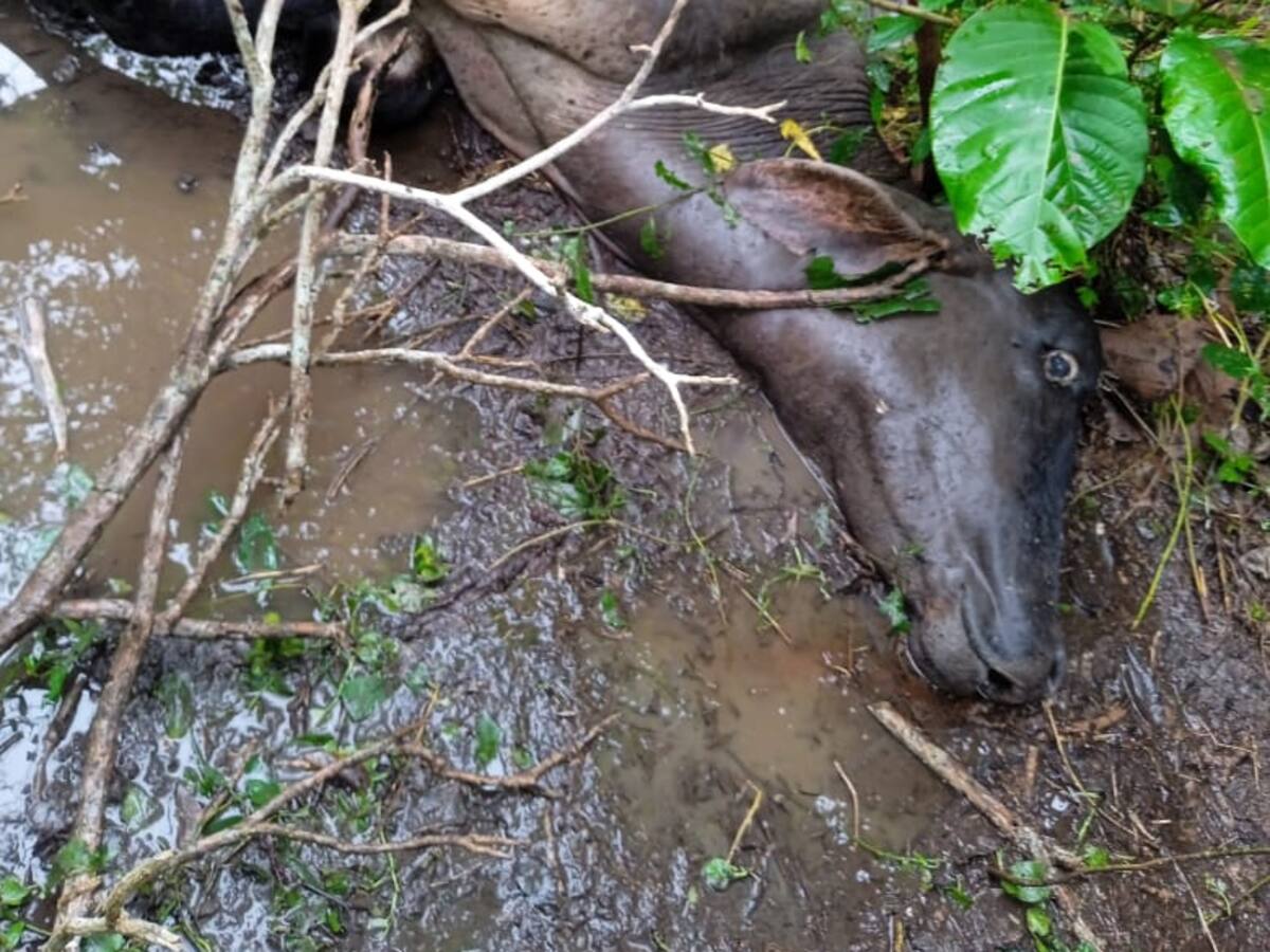 Reportan la muerte de 5.000 cabezas de ganado en Puerto Wilches