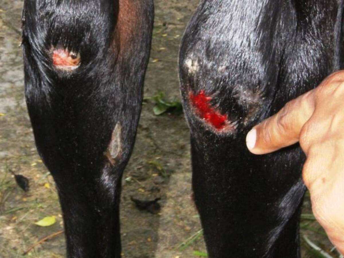 Alcaldía de Cartagena atiende caballo maltratado por presuntos asaltantes