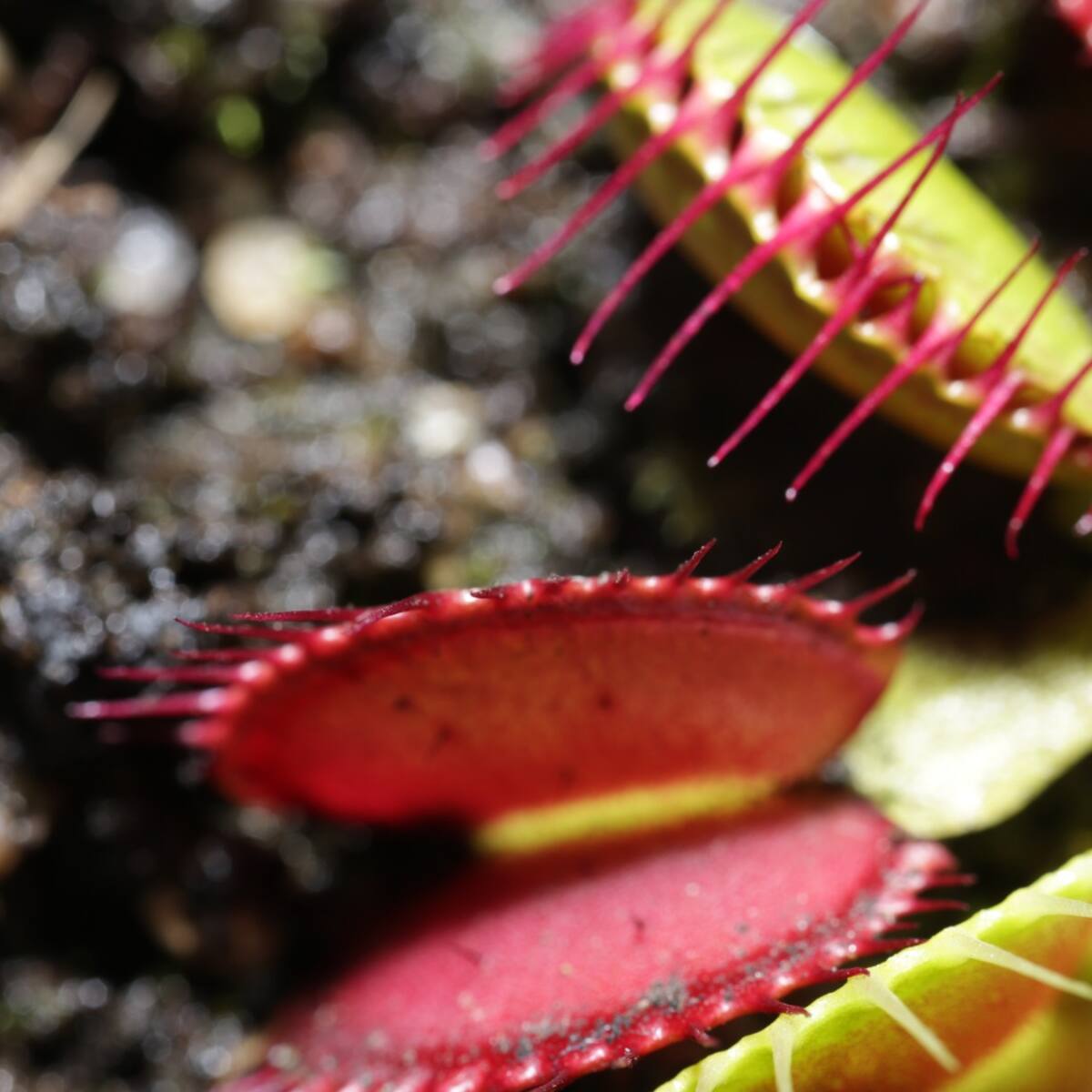 ¿Sabía que puede tener plantas carnívoras en casa?: Trucos y cuidados para mantenerlas
