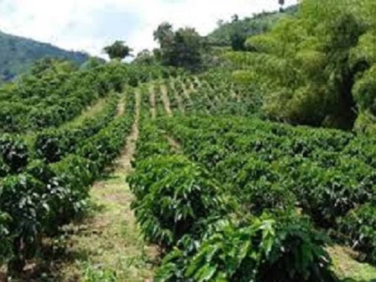 39 municipios cafeteros del Valle afectados por el Fenómeno del Niño