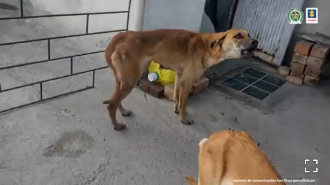 Rescatan tres perros que estaban en precarias condiciones de salud en una vivienda de Pasto | Foto: Fiscalía