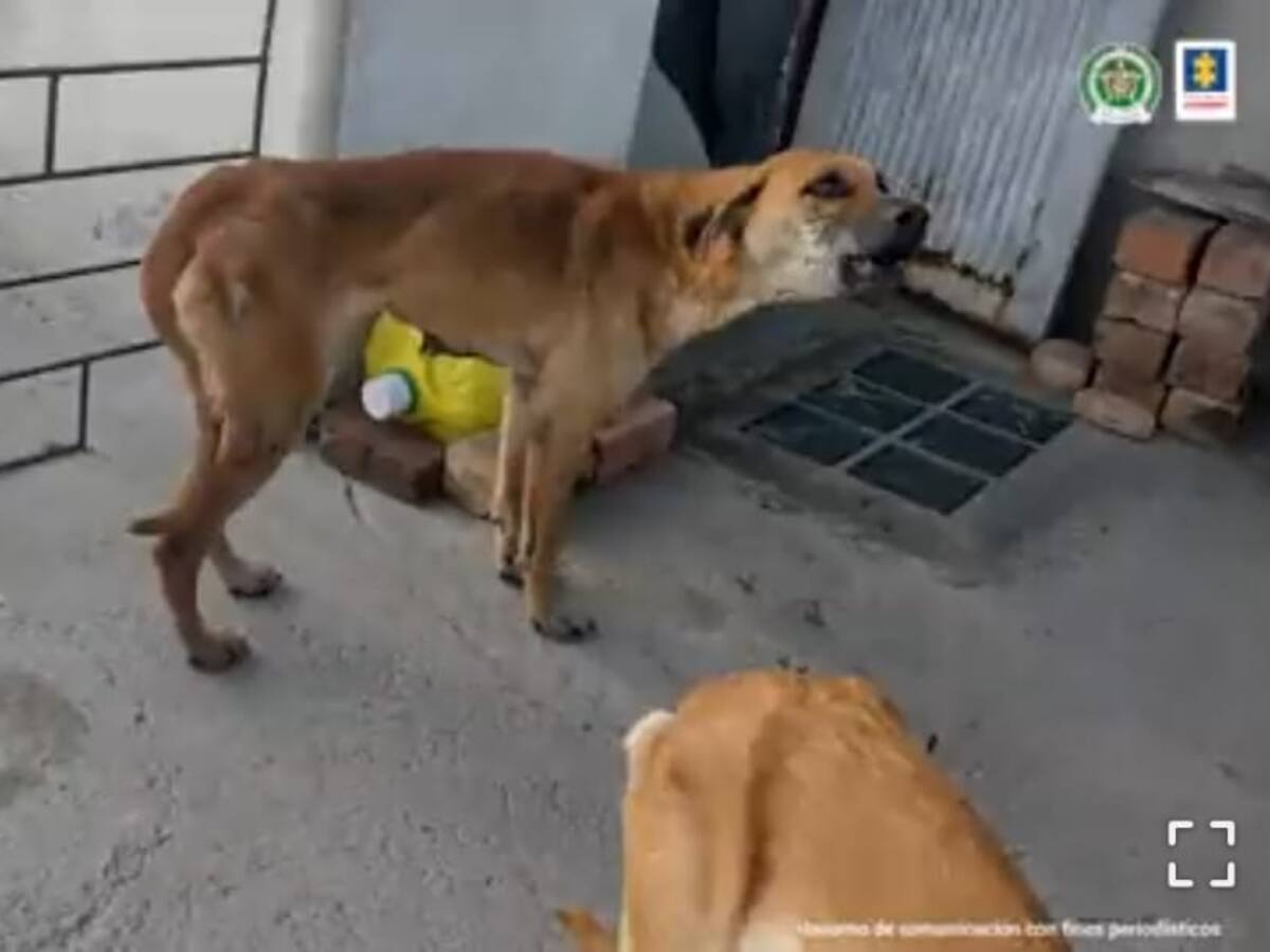 En Pasto judicializan a un hombre por maltrato animal