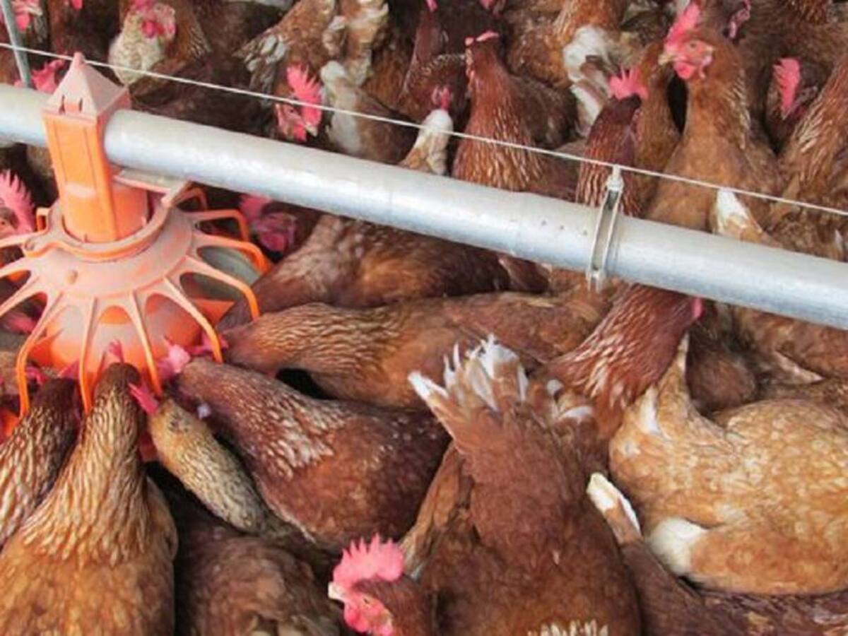 Bonanza del sector avícola de Risaralda podría afectarse con las altas temperaturas