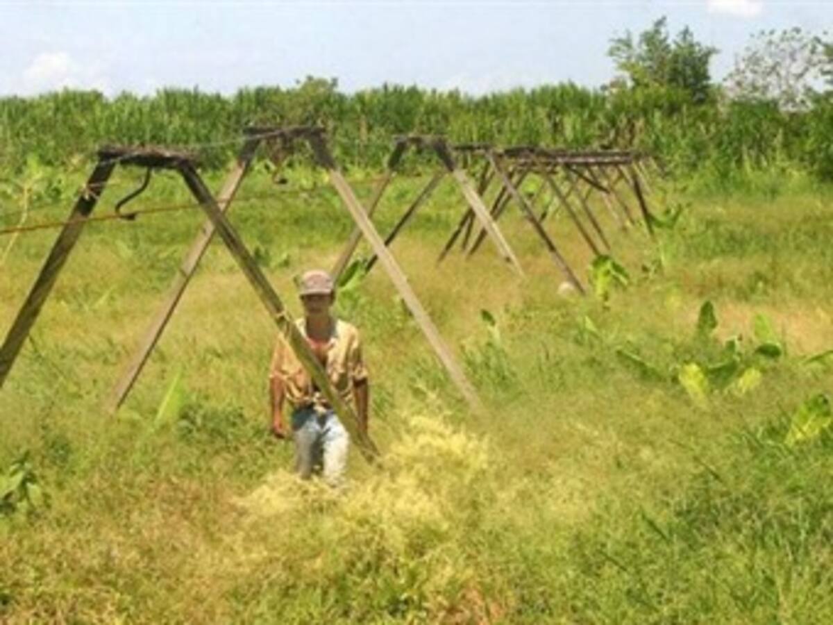 Entidades bancarias deben ayudar a financiar el agro: Gobierno