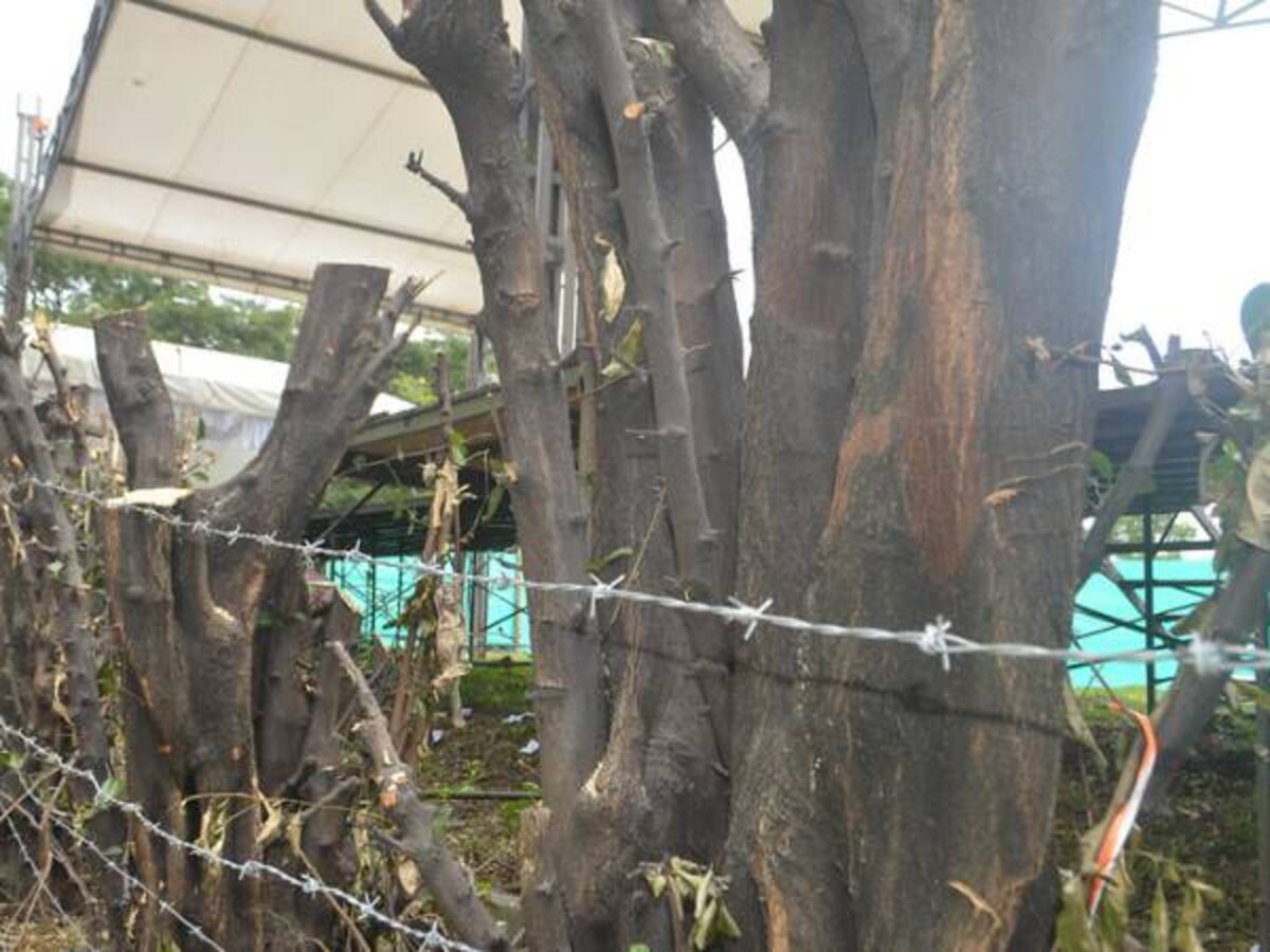 Evalúan talar más de 150 árboles en el parque el Virrey en Bogotá