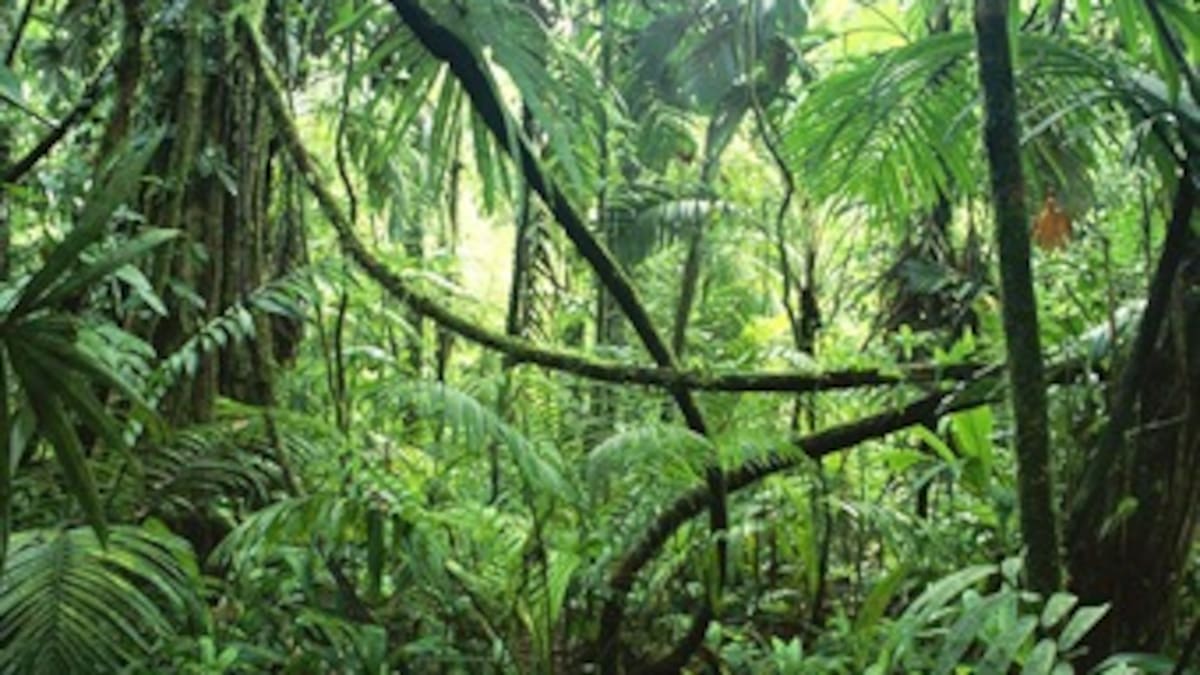 Crean la primera selva artificial del mundo