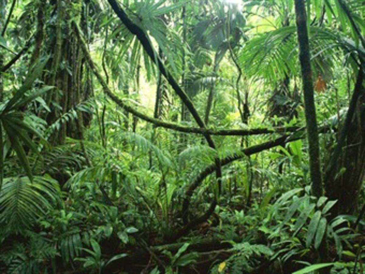 Crean la primera selva artificial del mundo