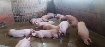 El tema ambiental es un cuello de botella en la porcicultura. Foto Cortesía