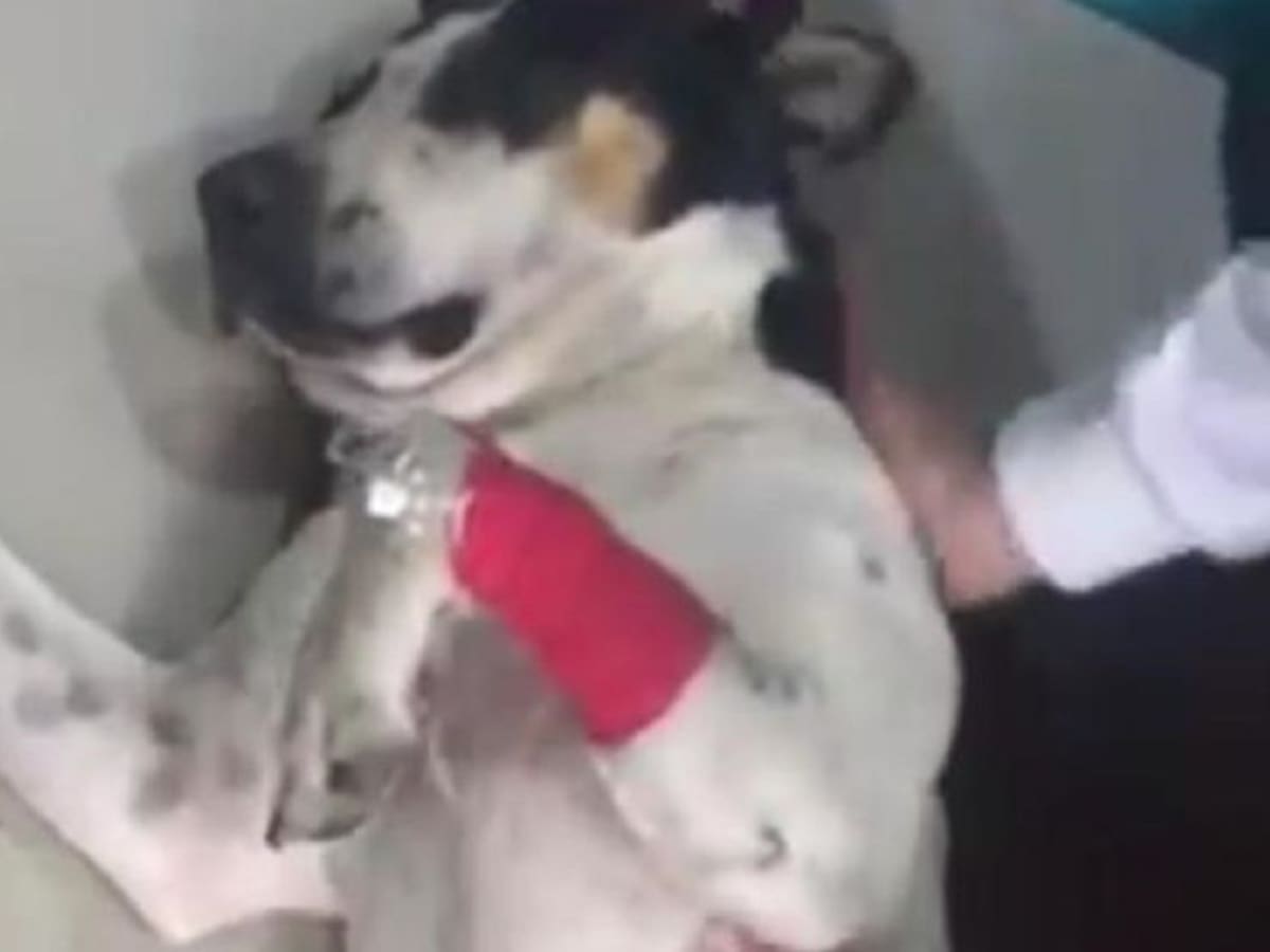 Thor, el perro al que le sacaron 100 balines de su cuerpo