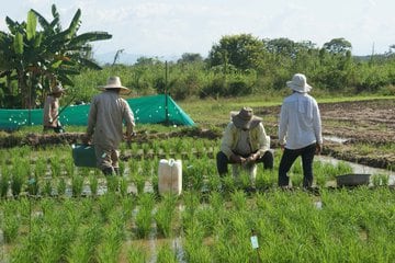 Arroceros | Foto: Fedearroz