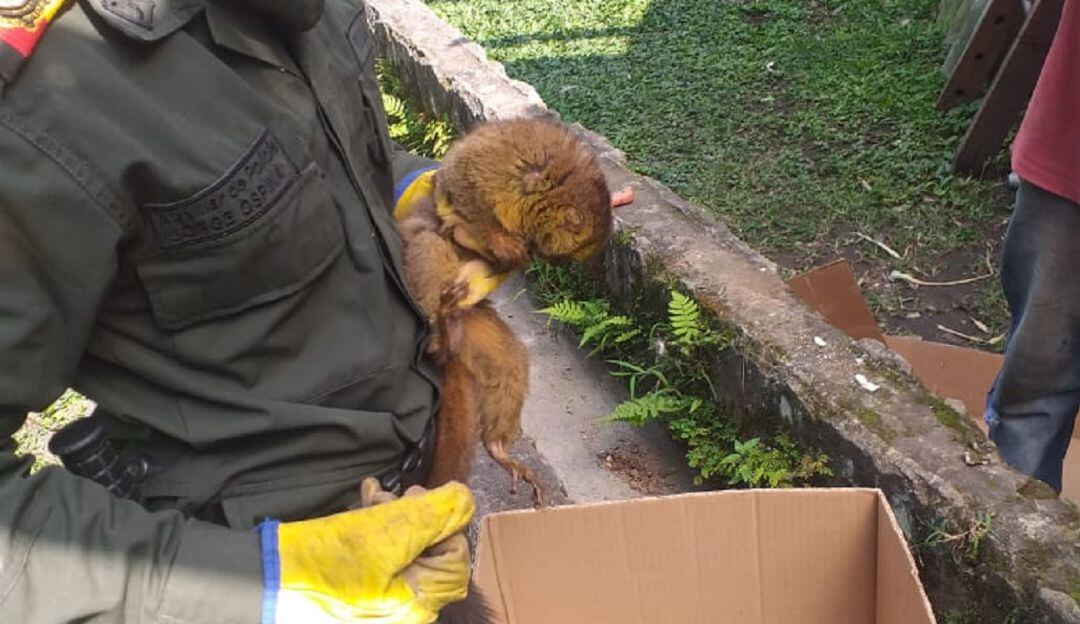 Mono nocturno rescatado