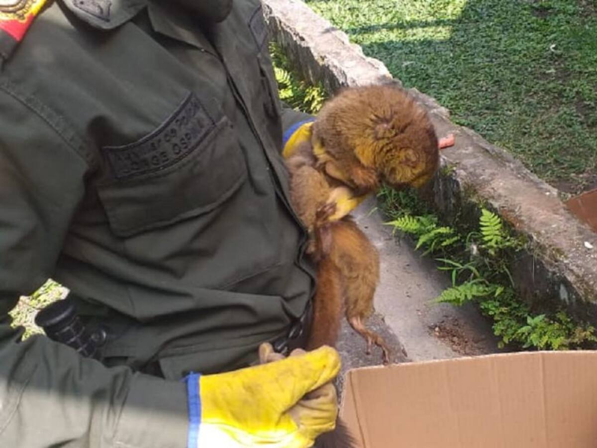 Rescatan a un mono nocturno en el sector de Morrogordo en Manizales
