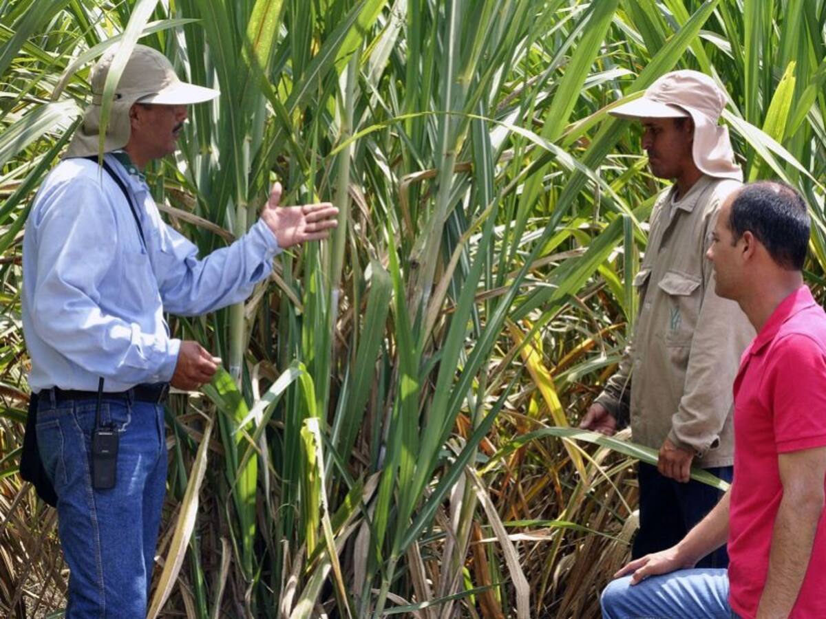 ¿Biocombustible del bagazo de la caña de azúcar?