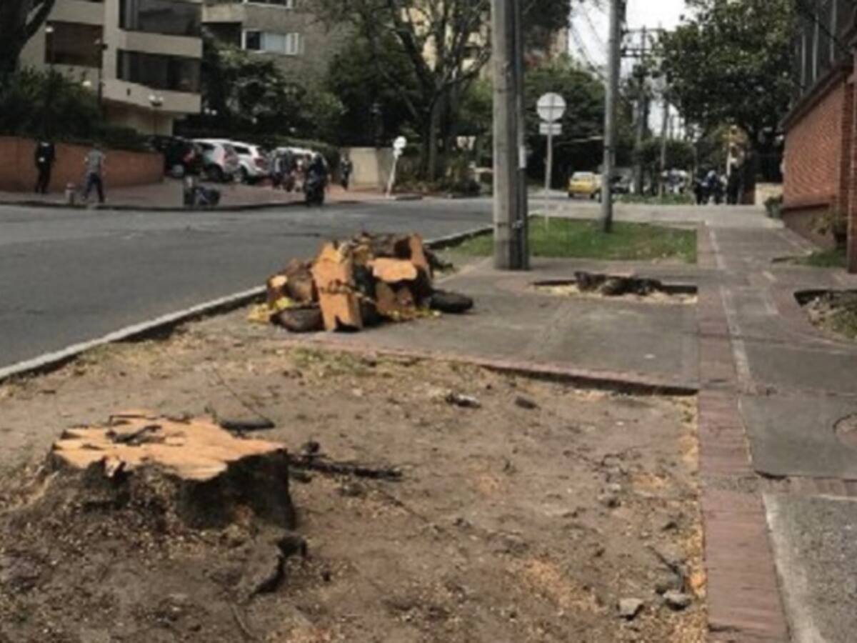 Distrito responde a investigación de la Fiscalía por tala de árboles