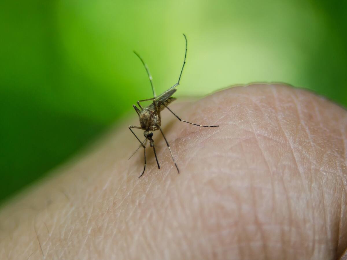 En Pereira siguen incrementando los casos de dengue, ya són más de mil casos