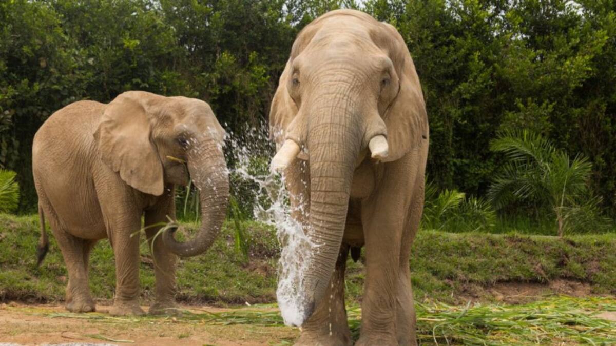 En 6.000 metros cuadrados viven los tres elefantes del Bioparque Ukumarí