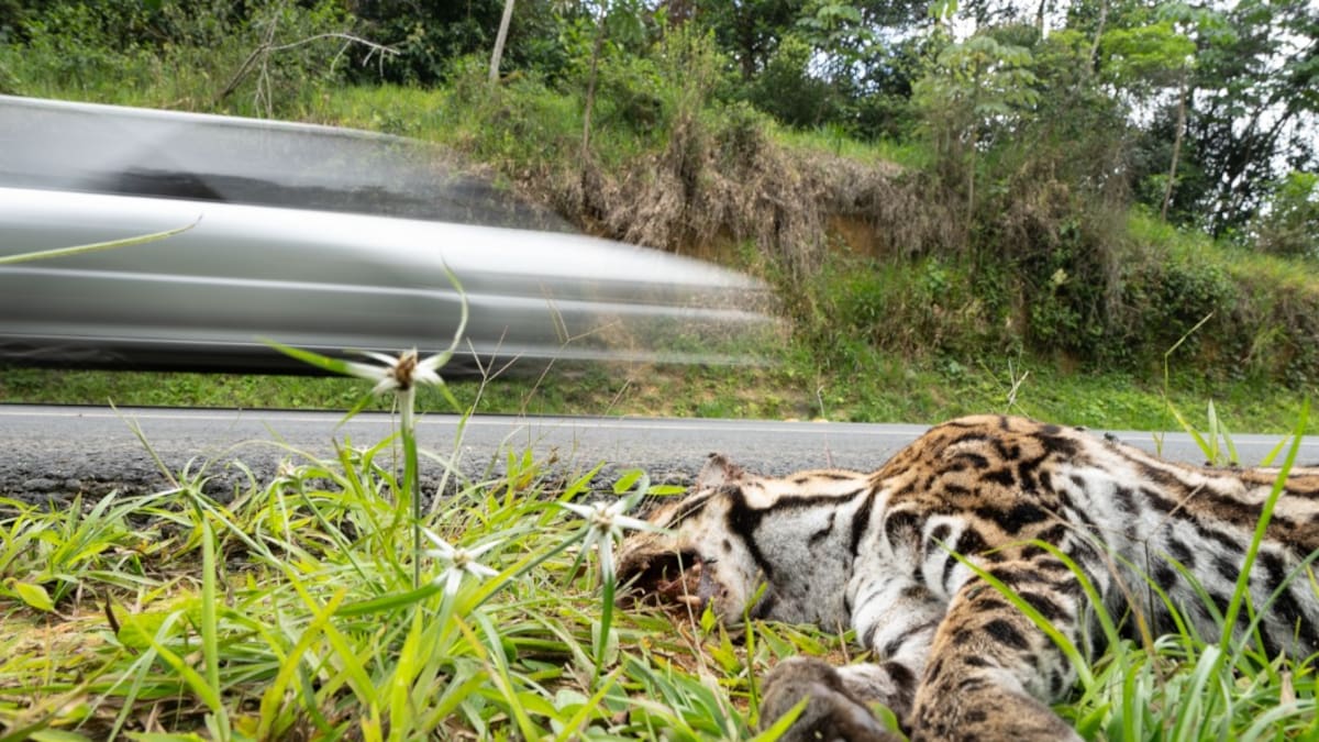Un nuevo caso de ocelote atropellado reaviva las denuncias de medidas ambientales en el nordeste