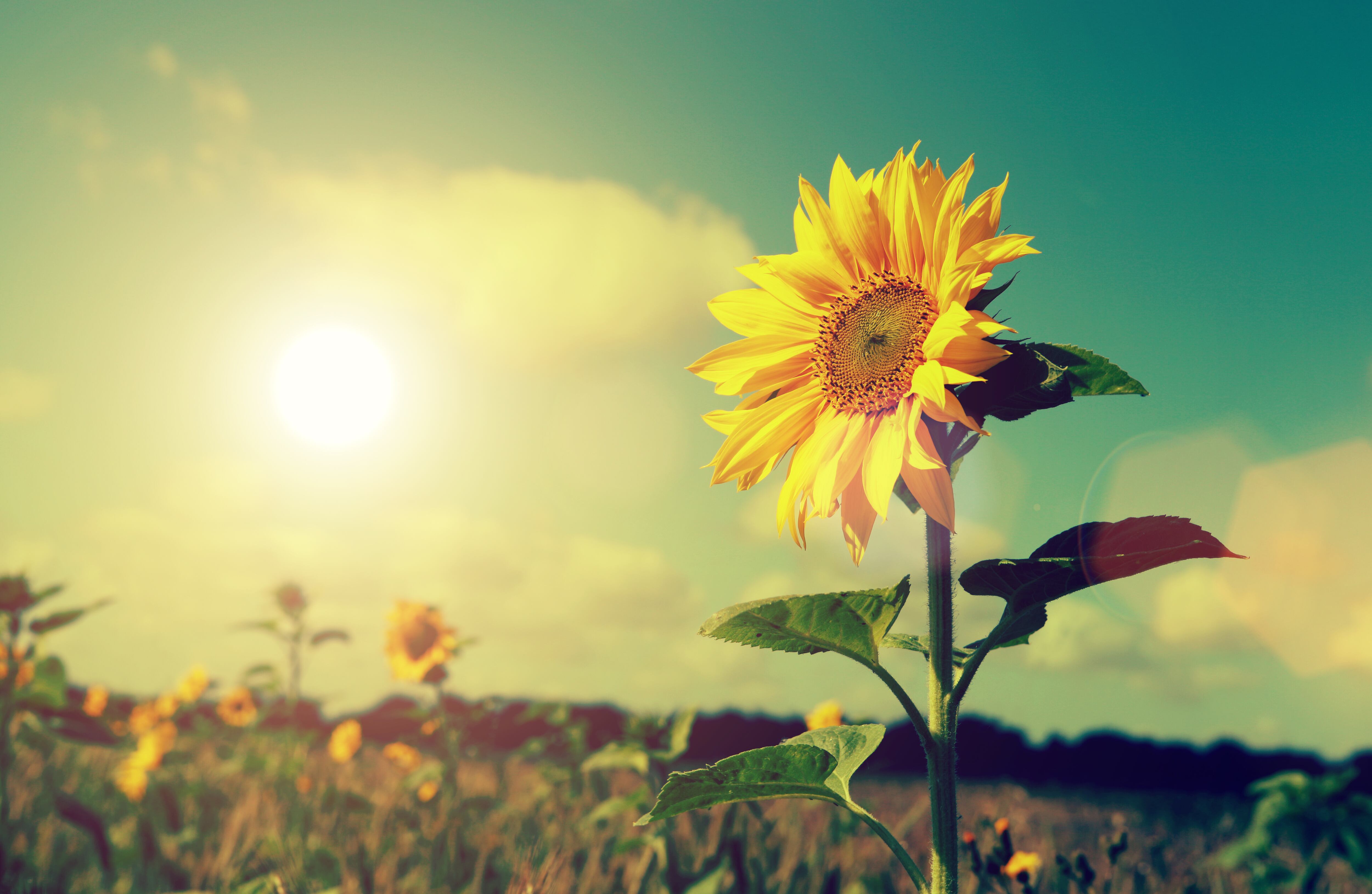 Significado espiritual de los girasoles - Getty Images