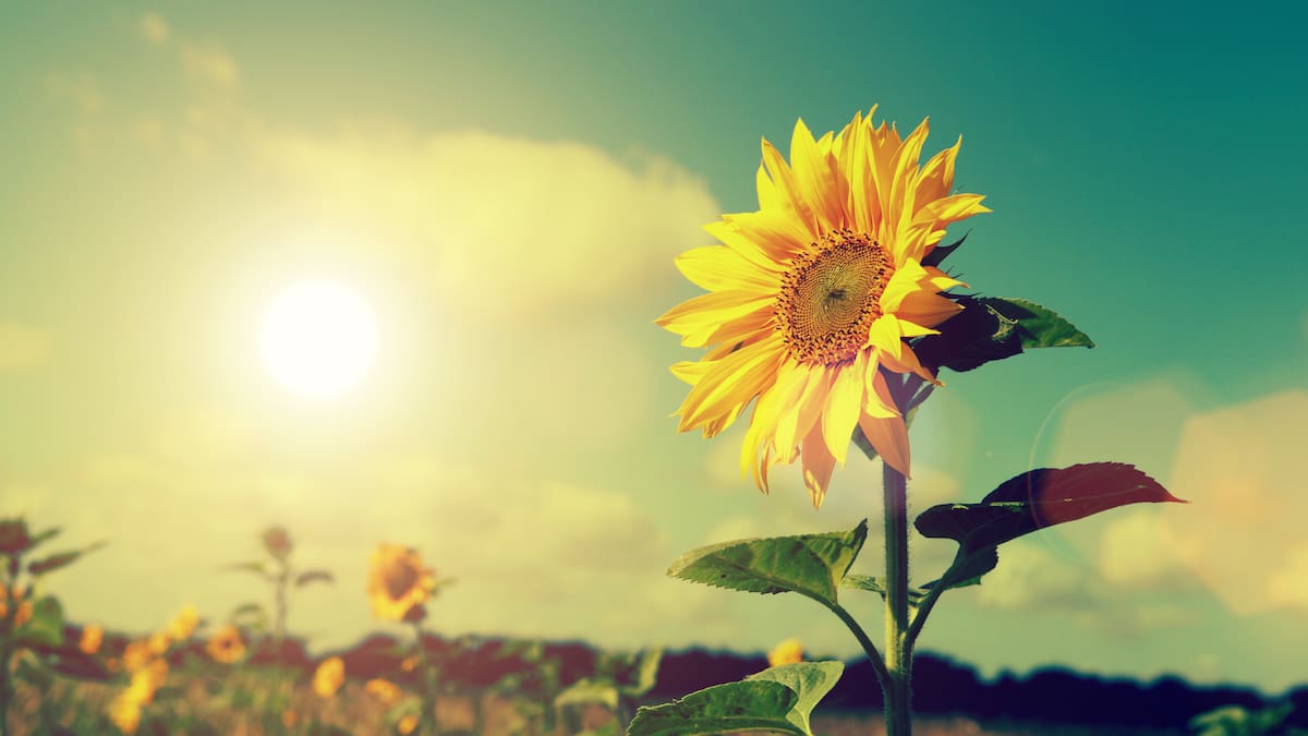 ¿Por qué florecen los girasoles? Significado espiritual de esta hermosa planta