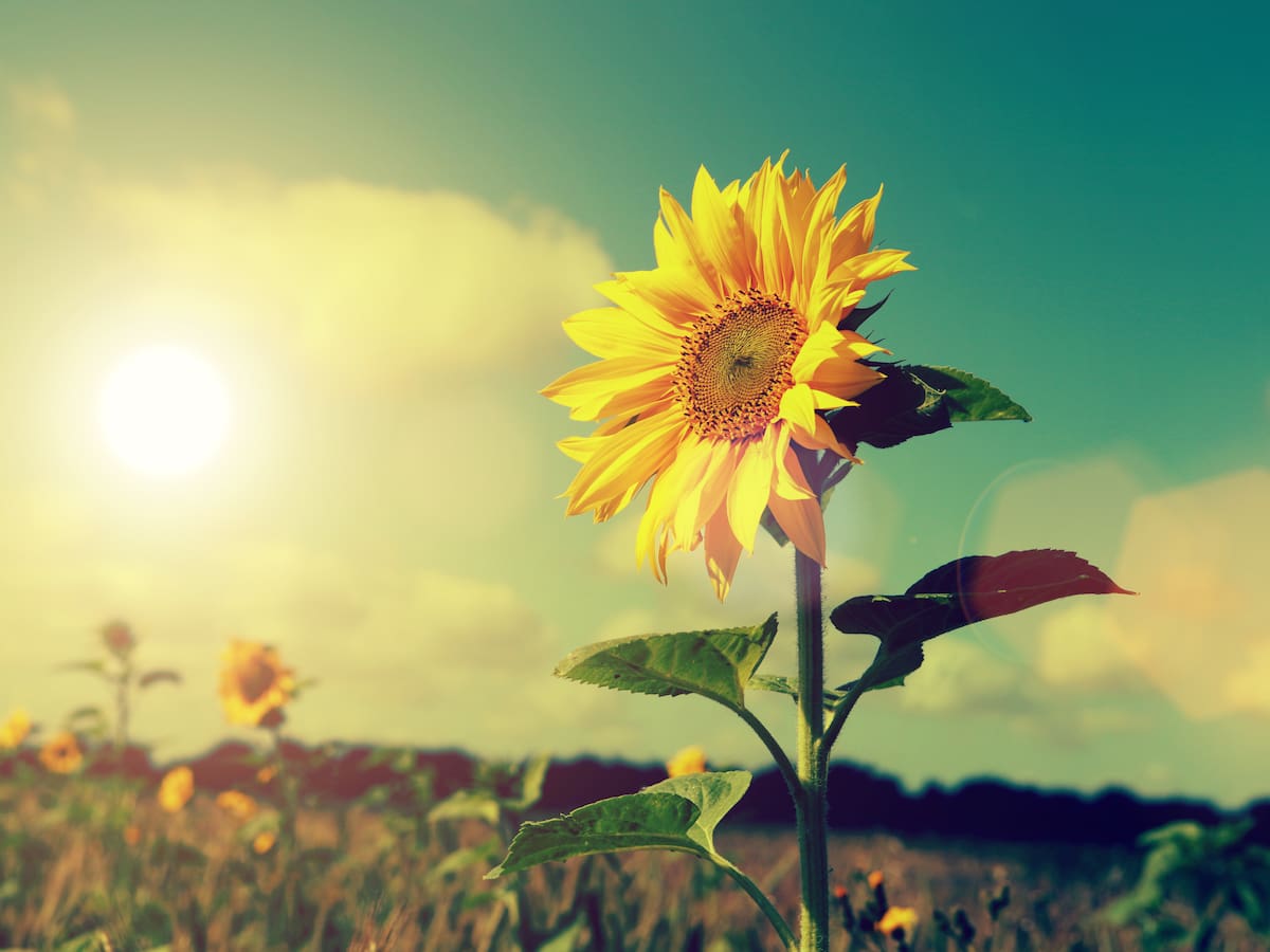 ¿Por qué florecen los girasoles? Significado espiritual de esta hermosa planta