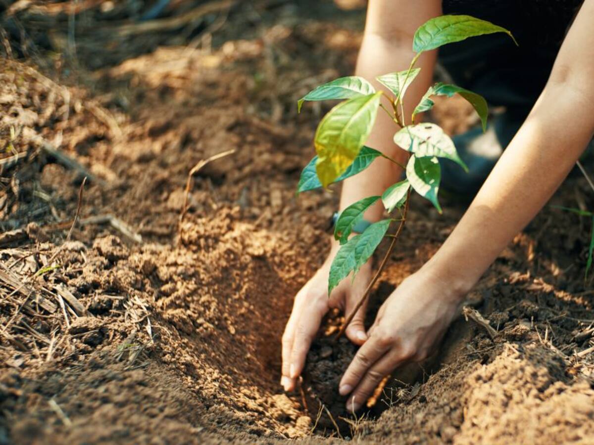 Influenciador ha sembrado 200 árboles por vallas de publicidad política