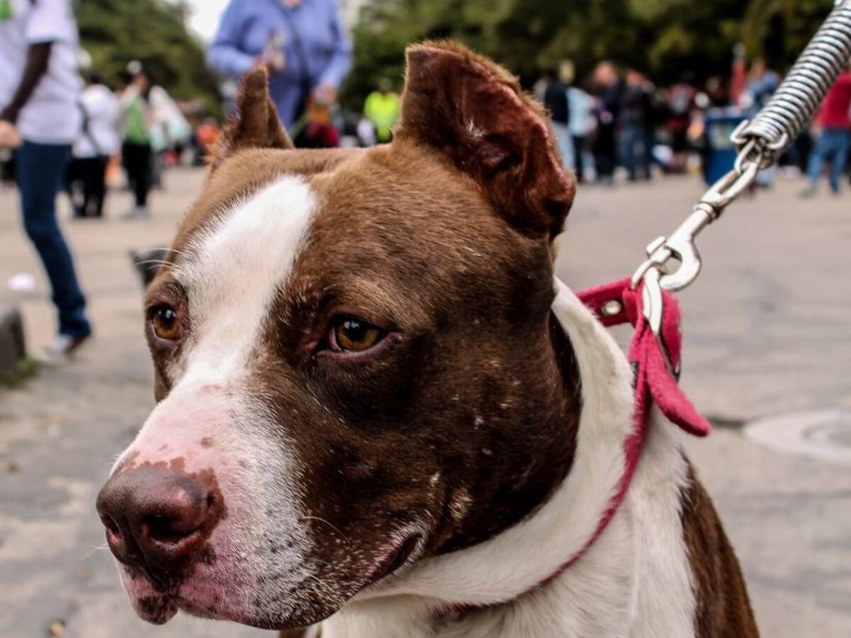 Aumenta robo de caninos en Ibagué