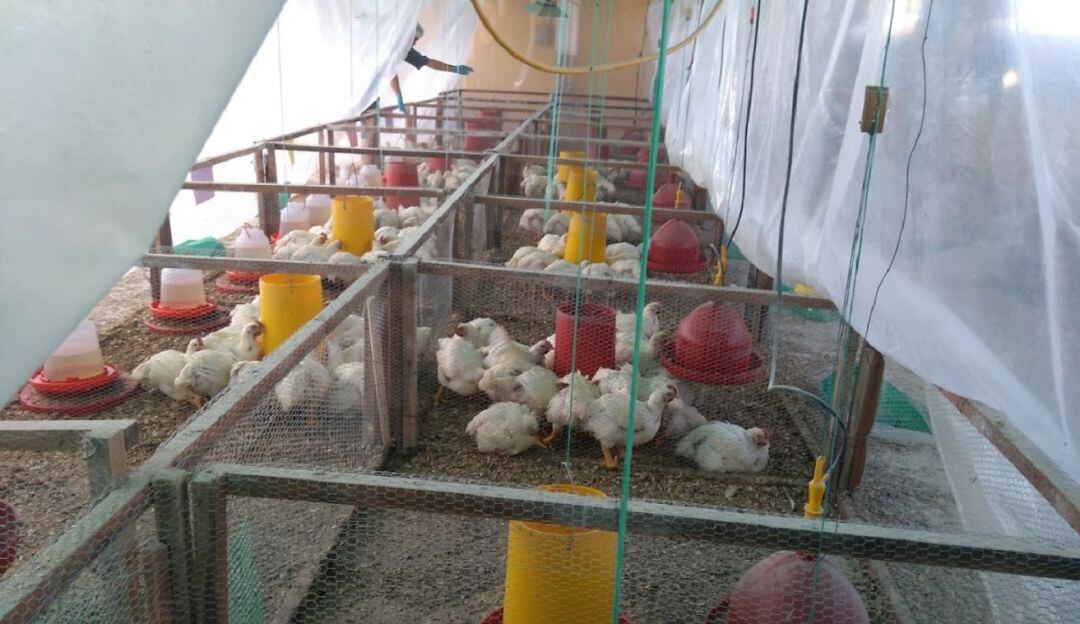 Galpón de pollos de engorde.