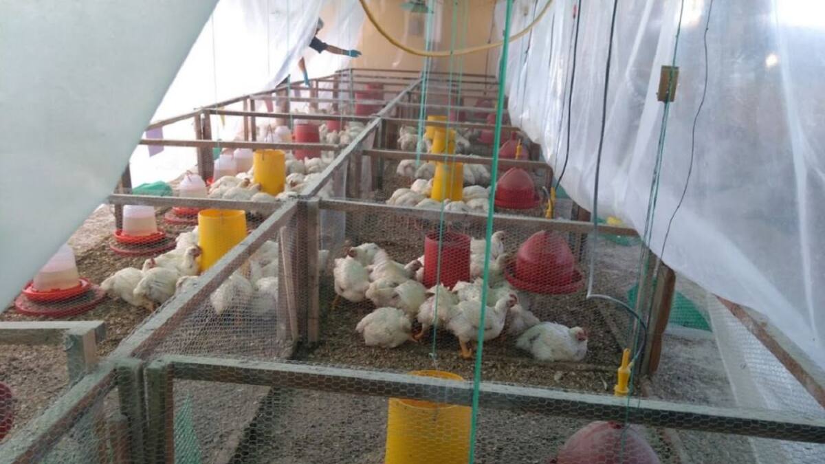 Avicultores en máxima por el primer caso de Influenza Aviar en el país