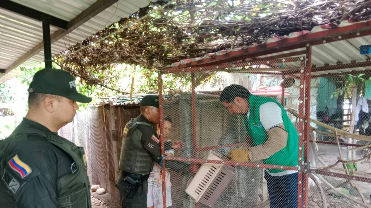 Operación Libertad II rescató 32 animales silvestres en Neiva