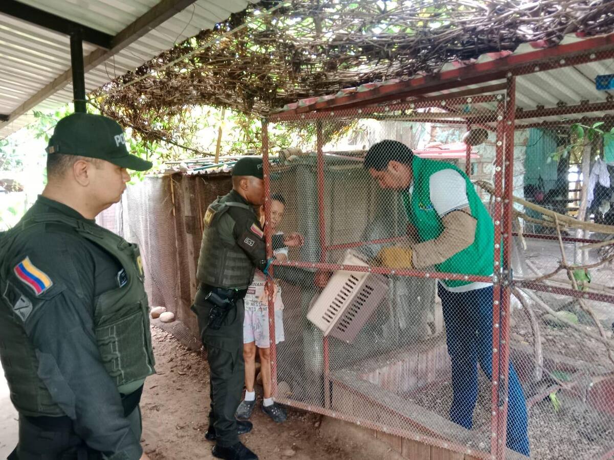 Operación Libertad II rescató 32 animales silvestres en Neiva