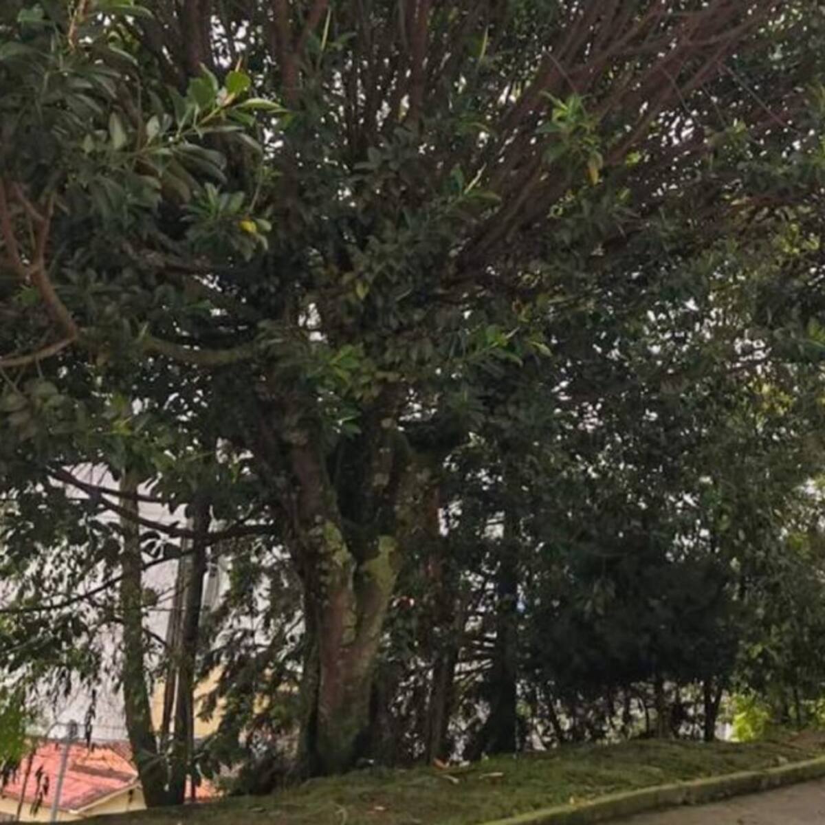 En Manizales se vigilan los árboles que pueden representar peligro