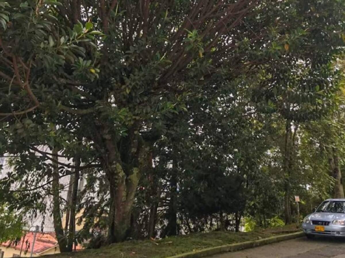 En Manizales se vigilan los árboles que pueden representar peligro