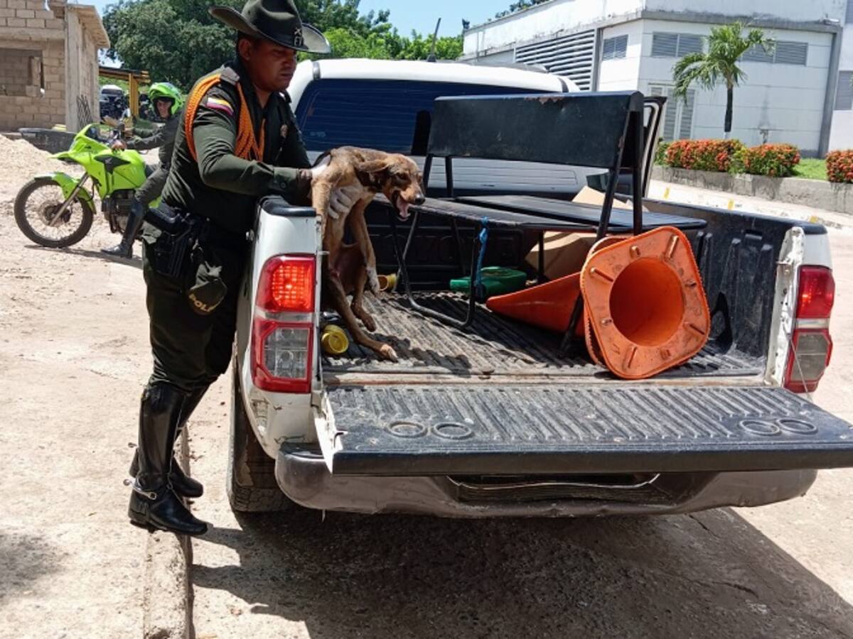 Grupo de Carabineros rescató a perro arrollado por un motociclista en Magangué