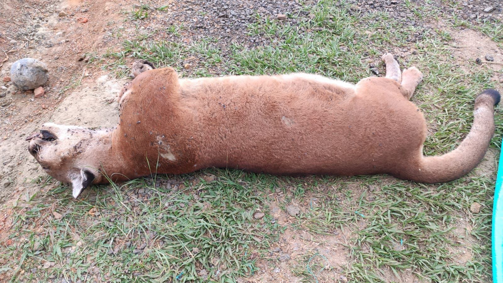 Puma hallada muerta en Yotoco, Valle, fue atacada a disparos - CVC