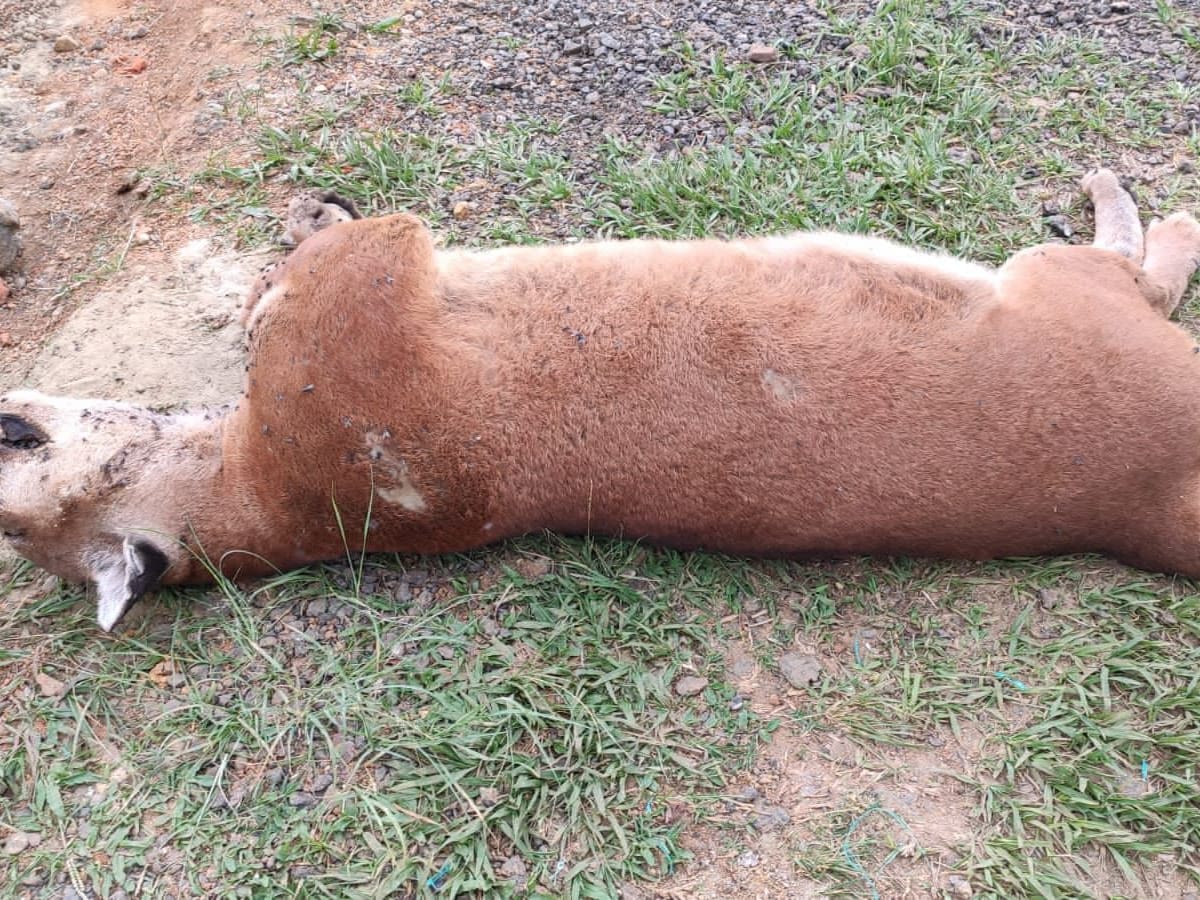 Puma hallada muerta en Yotoco, Valle, fue atacada a disparos