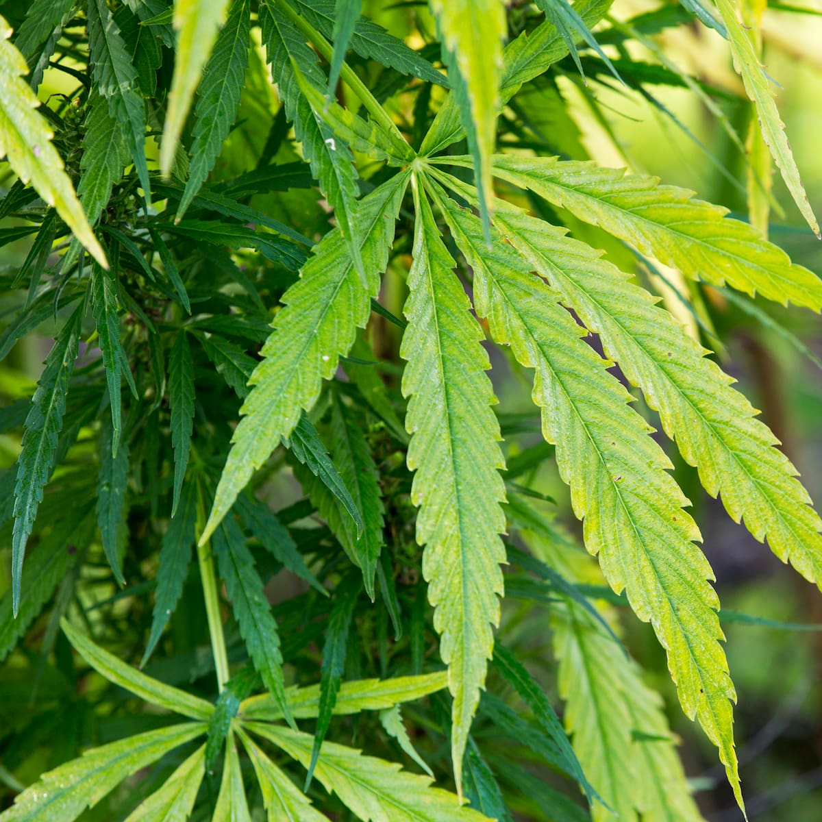 Estados Unidos facilita el acceso a la marihuana para uso medicinal